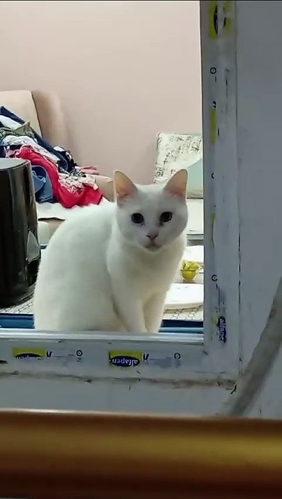 Cute White Cat
