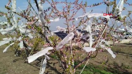 Çiçek açan şeftali ağaçlarını dona karşı tülle sardı