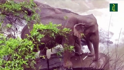 Seis elefantes salvajes mueren ahogados al resbalar en una cascada en Tailandia