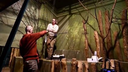 La leona Ginni, esperanza de la subespecie asiática amenazada de extinción