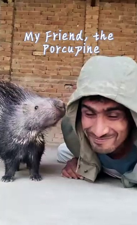 My Friend, the Porcupine
