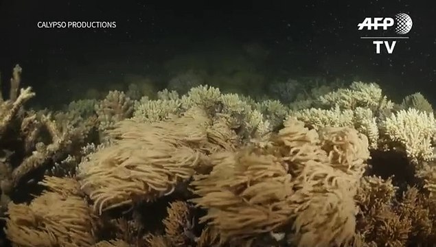 Un ambicioso programa para salvar la Gran Barrera de Coral