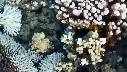 Corales situados más al sur del planeta afectados por blanqueo