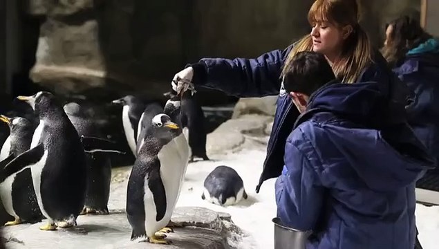 Nacen dos pingüinos Adelie en zoológico mexicano