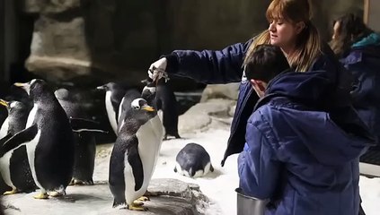 Nacen dos pingüinos Adelie en zoológico mexicano