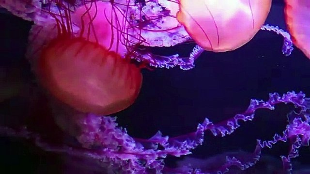 Nuevo medusario en París para sensibilizar sobre los océanos “Bola de cañón”, “luna” o ”huevo frito”… decenas de especies de medusas d