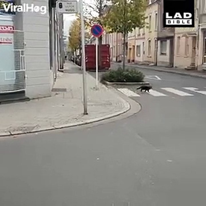 Un ratón caza a un gato