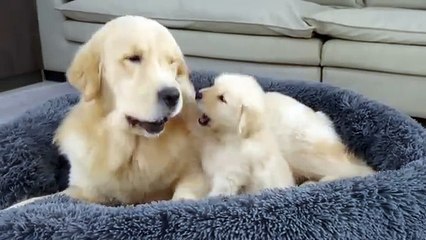 Puppy Steals Dad's Bed| Funny Dog Reaction