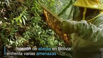 Abejas amenazadas en Bolivia por los pesticidas de los cocales