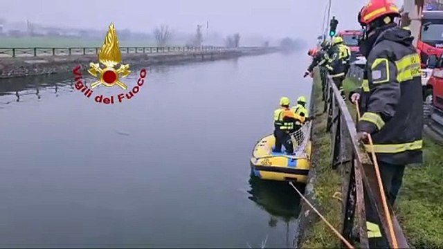 Il lupo finito nel Naviglio e portato in salvo dai vigili del fuoco