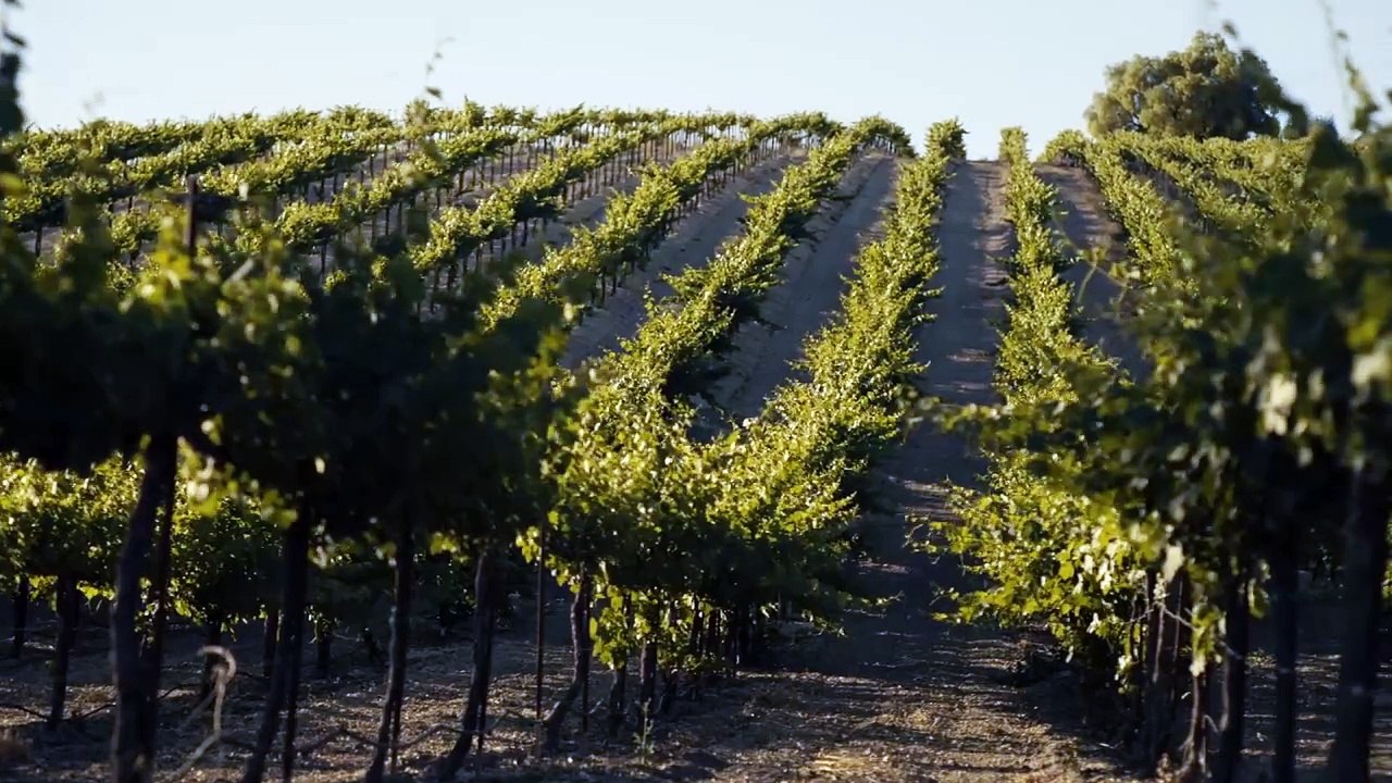 Wine Thief Trailer