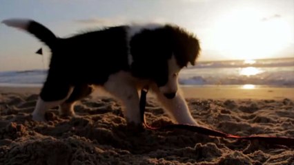 Adorable Dog Playing with a Rope Teej Festival Special