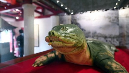 MMD-VD_20190321_HUM_VNM_AnimalesTortuga_MMV1321202_TES_es