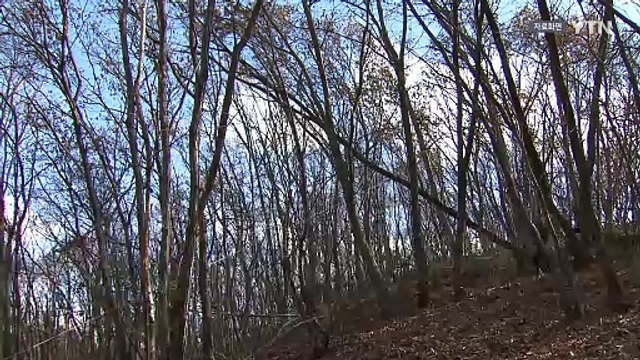 벌목 작업하던 50대 나무에 깔려...심정지 상태 병원 이송 / YTN