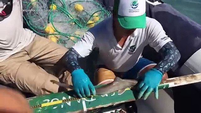 Hallan refugio natural de tiburones martillo en Galápagos
