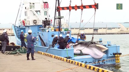 Japón vuelve a cazar ballenas con fines comerciales