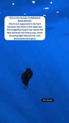 Last Ray: The Anglerfish's Final Wish for the Sun