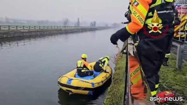 Un lupo finisce nel Naviglio nel Milanese, salvato