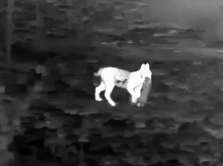 Virgo y Vuelvepiedras Logran Éxito en su Adaptación al Cerrato Palentino 🌱