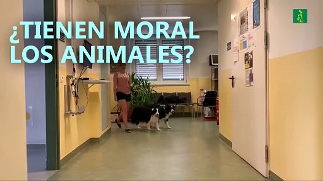 ¿Tienen moral los animales?