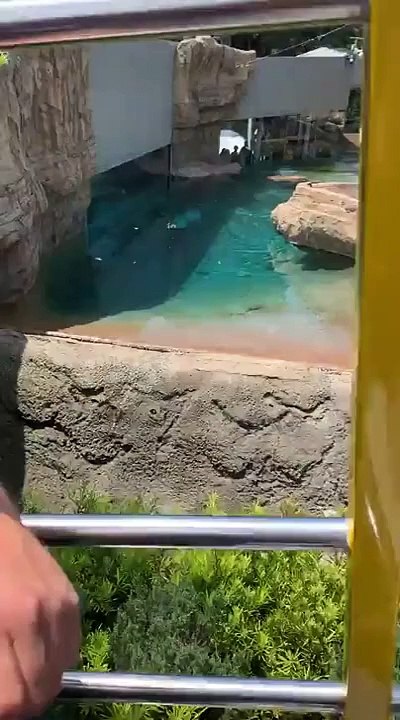 Polar Bear vs Duck