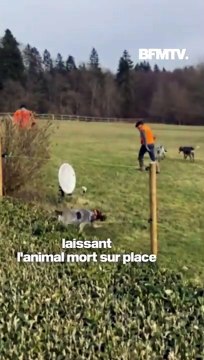 Deux chasseurs et leur meute de chiens s'introduisent dans la propriété de Luc Besson et tuent un cerf sous les yeux de sa mère de 85 ans