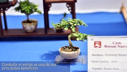 Bonsái para combatir el estrés