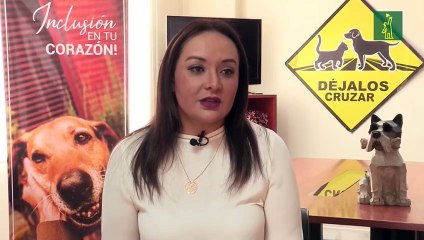 "Déjalos Cruzar", la campaña de Ecuador para salvar a los perros