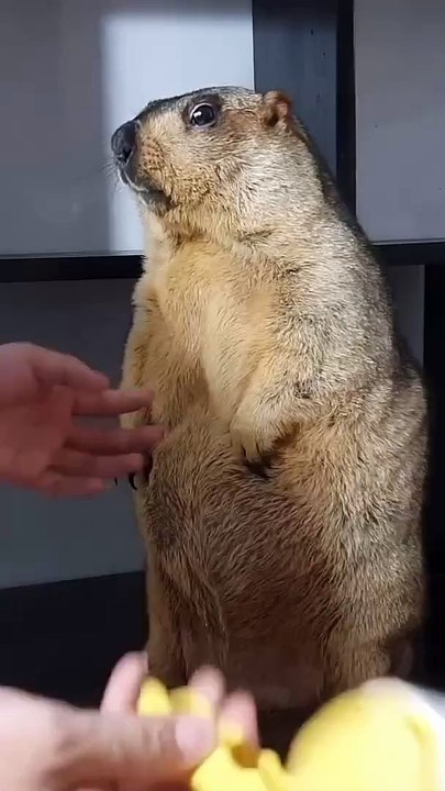 🌄 Dive into the mesmerizing world of the Marmot! 🦦 In today's video, we e