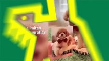 Perros imitadores inundan las redes sociales
