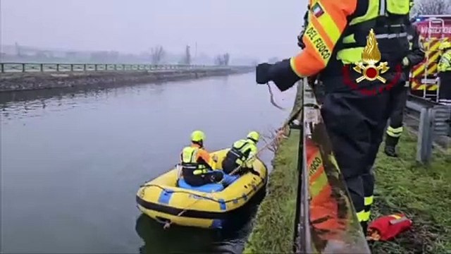Un lupo finisce nel Naviglio Grande, il video del salvataggio dei vigili del fuoco