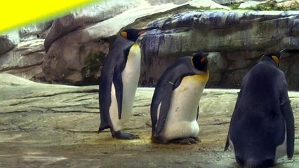 Pareja gay de pingüinos adopta un huevo en el zoo de Berlín