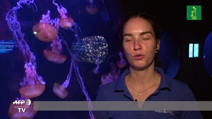 La desestabilización de los océanos favorece la proliferación de las medusas