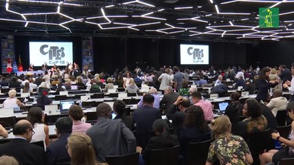 La venta de elefantes de África a zoos queda prácticamente prohibida