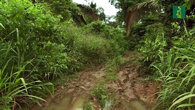 Noruega bloquea ayuda para la Amazonía por deforestación en Brasil