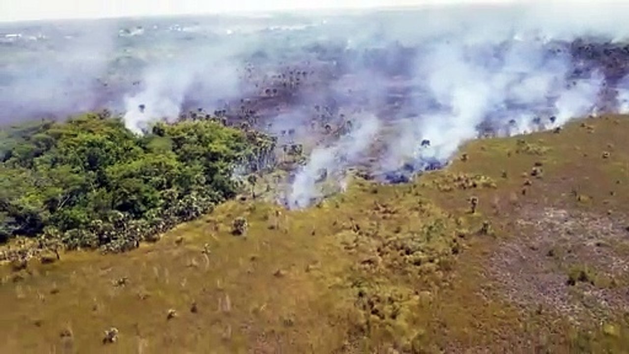 Video Forestal