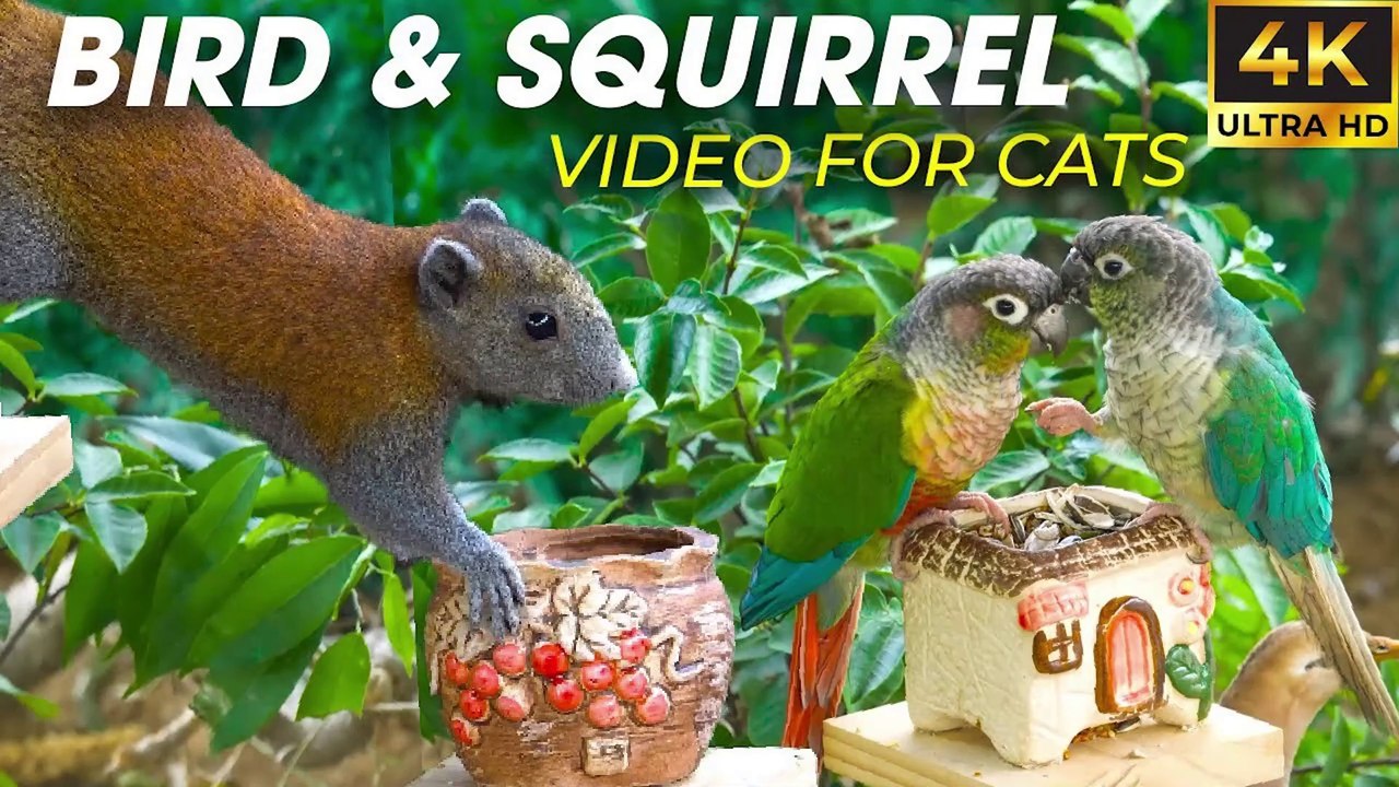 Birds and Squirrels Exploring the Garden Together - Video For Cats to Watch - CatTV Central