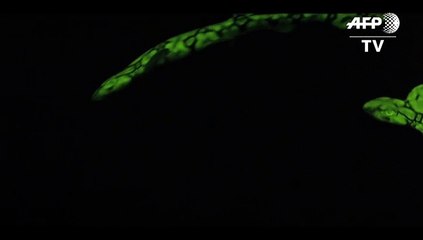 Descubren el misterio de los tiburones que brillan en la oscuridad