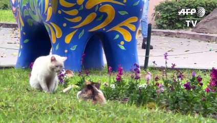 Un centenar de gatos para relajarse en el parque central de Lima