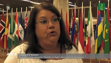 Redes sociales amenazan la existencia de las nutrias