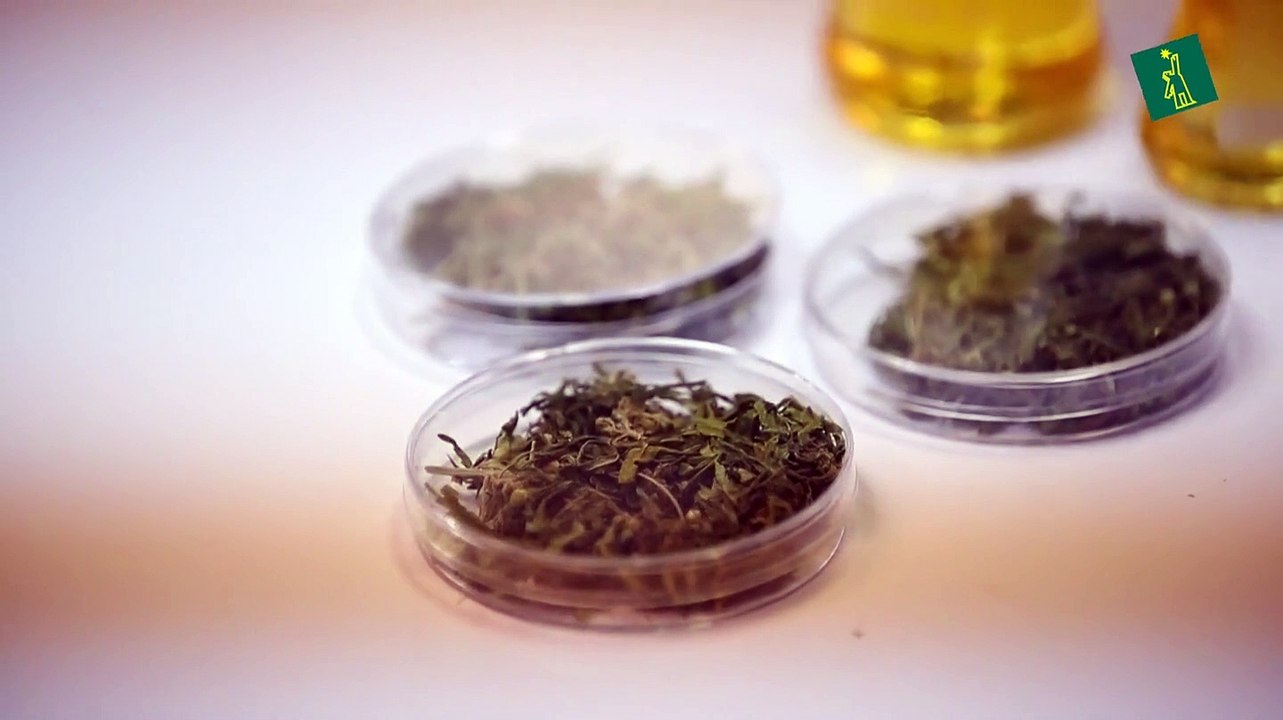 Tailandia suministra aceite de cannabis medicinal a pacientes con cáncer