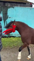 Young girl gets a pony before Christmas and her reaction is pure joy