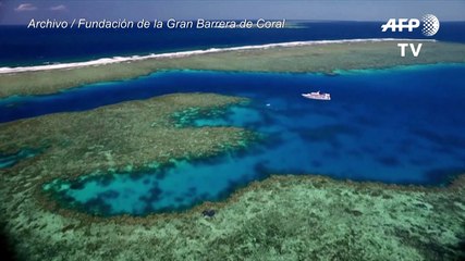 La Gran Barrera de Coral de Australia considerada con "muy malas" perspectivas por calentamiento global