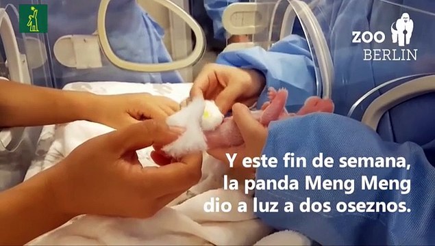 Nacen las primeras dos crías de osos panda en cautividad en Alemania