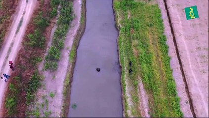 Liberan a elefante marino que estuvo varado 13 días