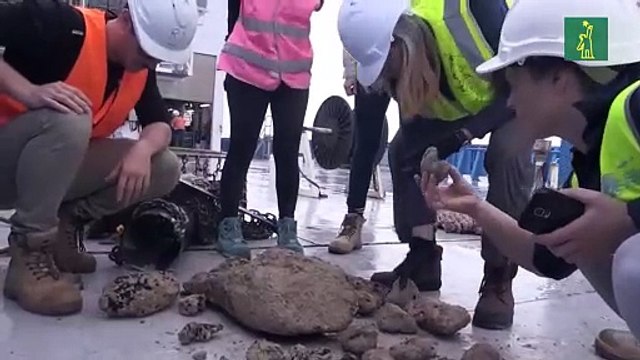 Descubren cuevas, volcanes y nuevas especies de coral en el mar de Coral