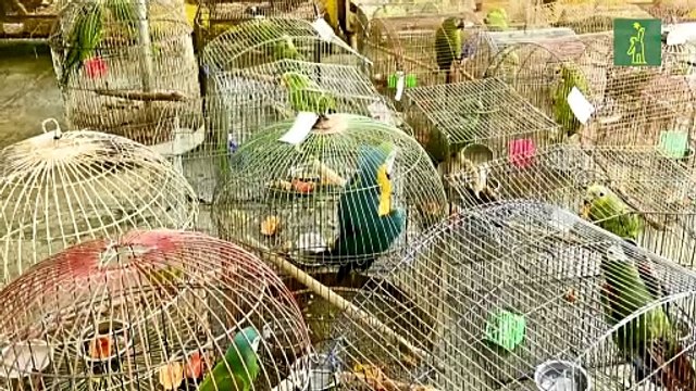 Animales silvestres como mascotas, amenaza para la fauna en Colombia