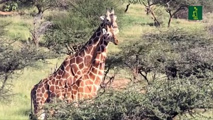 La jirafa y la amenaza de "extinción silenciosa" en África