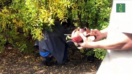 Comunidad mormona de México entre el dolor y el enojo