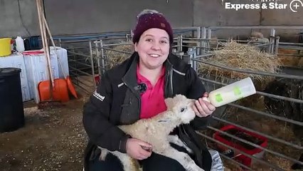 Lambing event at Forge Mill Farm, West Bromwich.